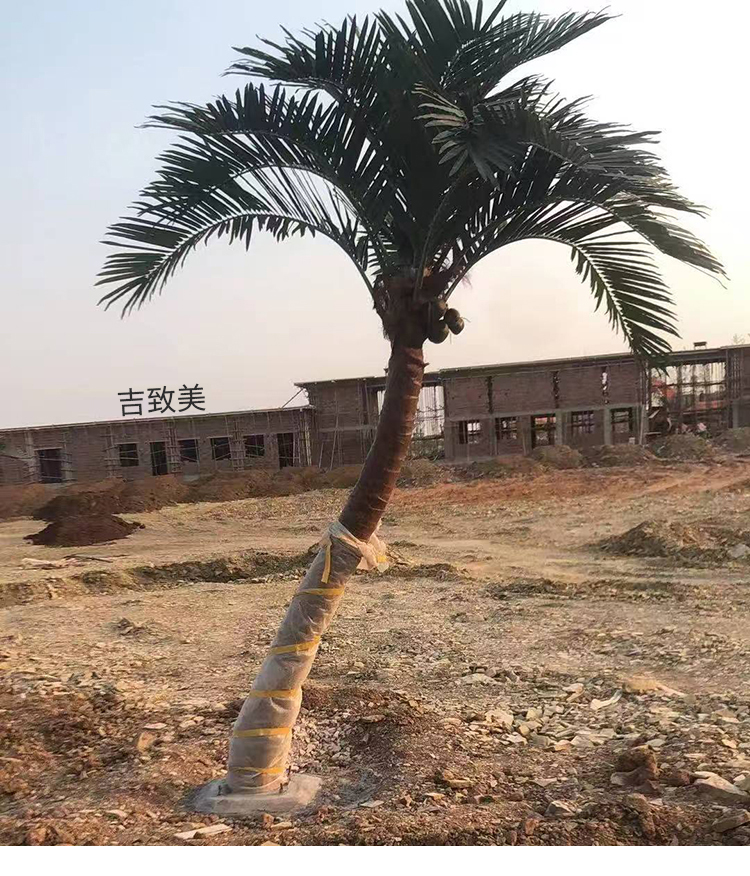 大型玻璃钢仿真椰子树图片