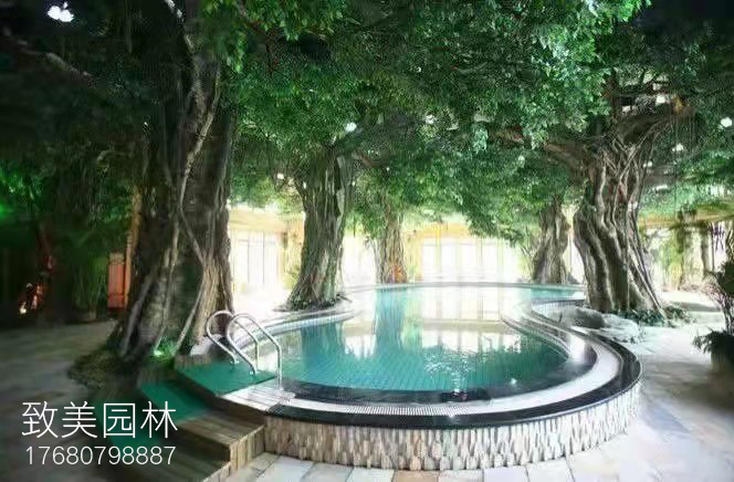 澡堂水泥仿真树大榕树